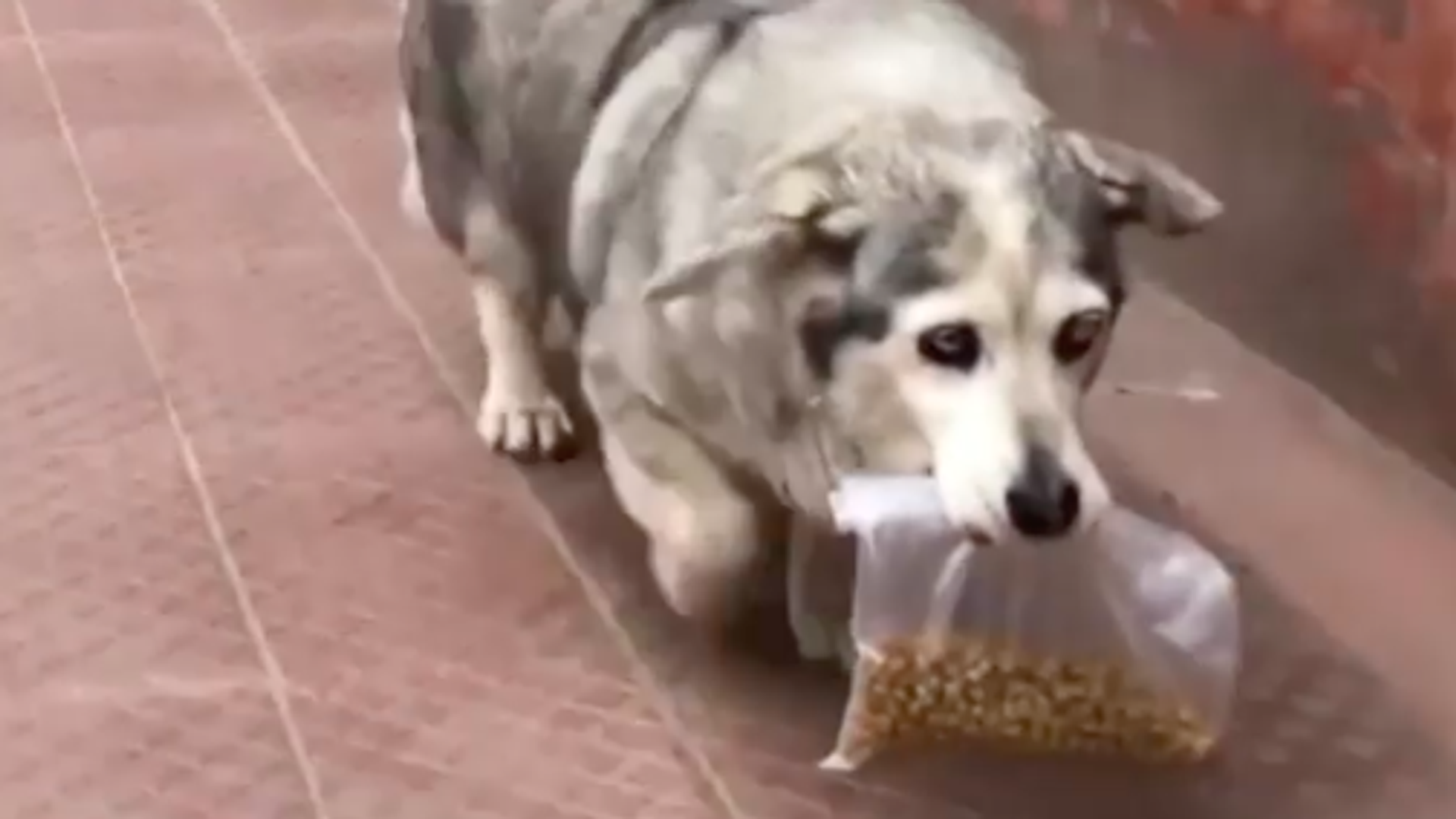 Laurita, la tierna perrita chilena que compra su propia comida - Sputnik Mundo, 1920, 09.09.2021
