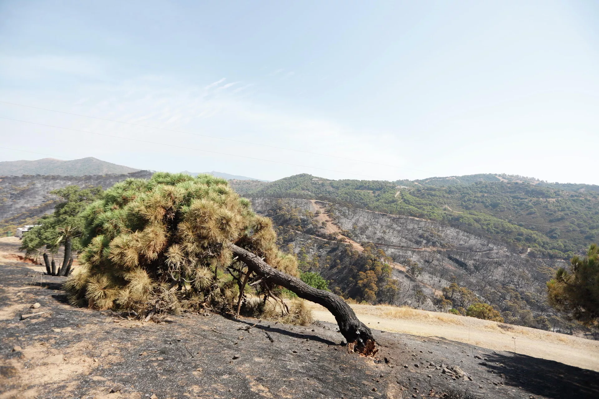 Efectos del paso del fuego en Sierra Bermeja (Málaga) Efectos del paso del fuego en Sierra Bermeja (Málaga) - Sputnik Mundo, 1920, 13.09.2021