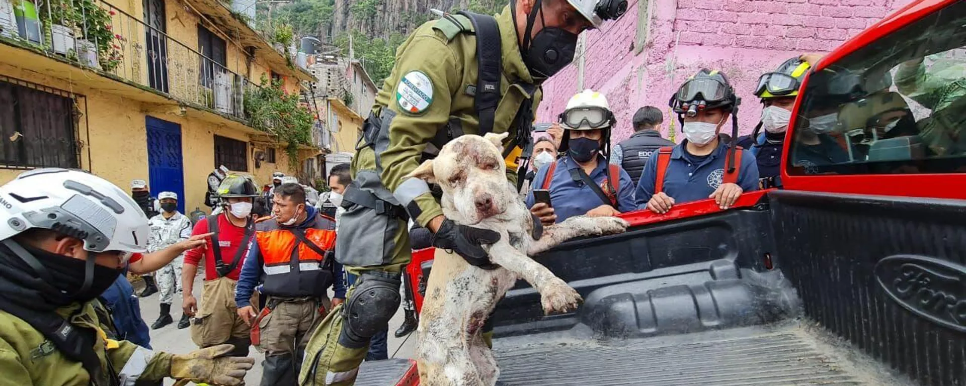 Perro rescatado en desgajamiento del Chiquihuite, México - Sputnik Mundo, 1920, 13.09.2021