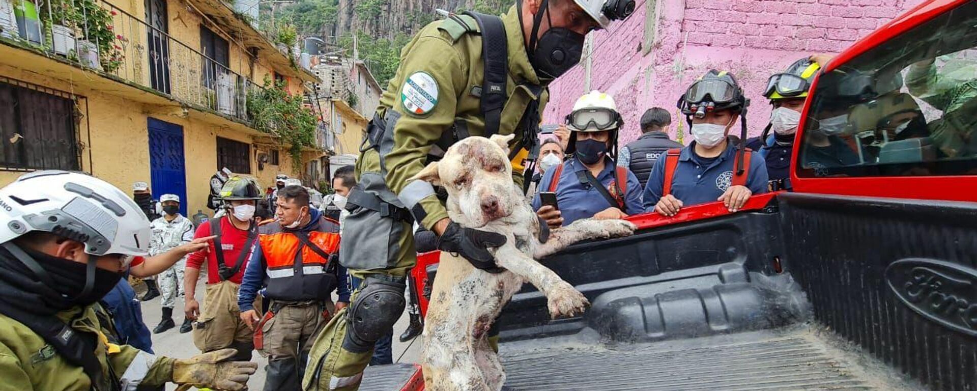 Perro rescatado en desgajamiento del Chiquihuite, México - Sputnik Mundo, 1920, 13.09.2021