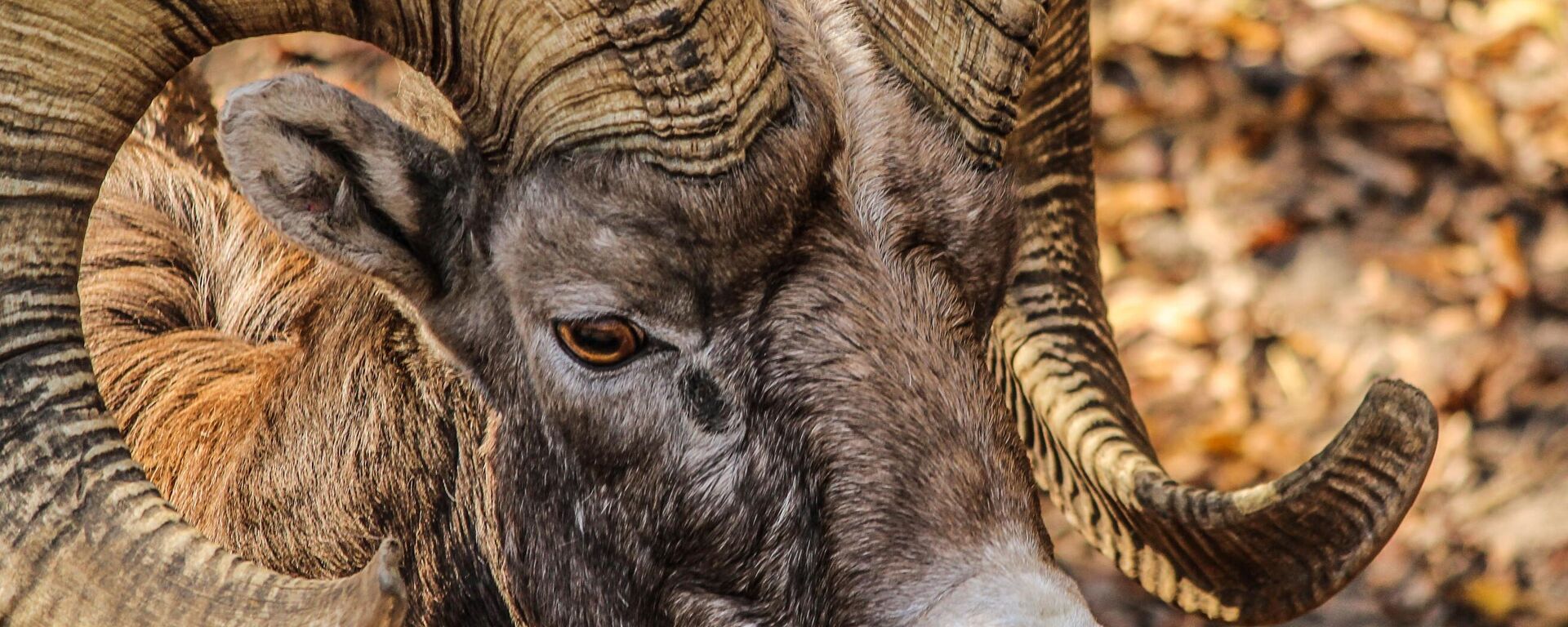 Borrego cimarrón - Sputnik Mundo, 1920, 15.09.2021