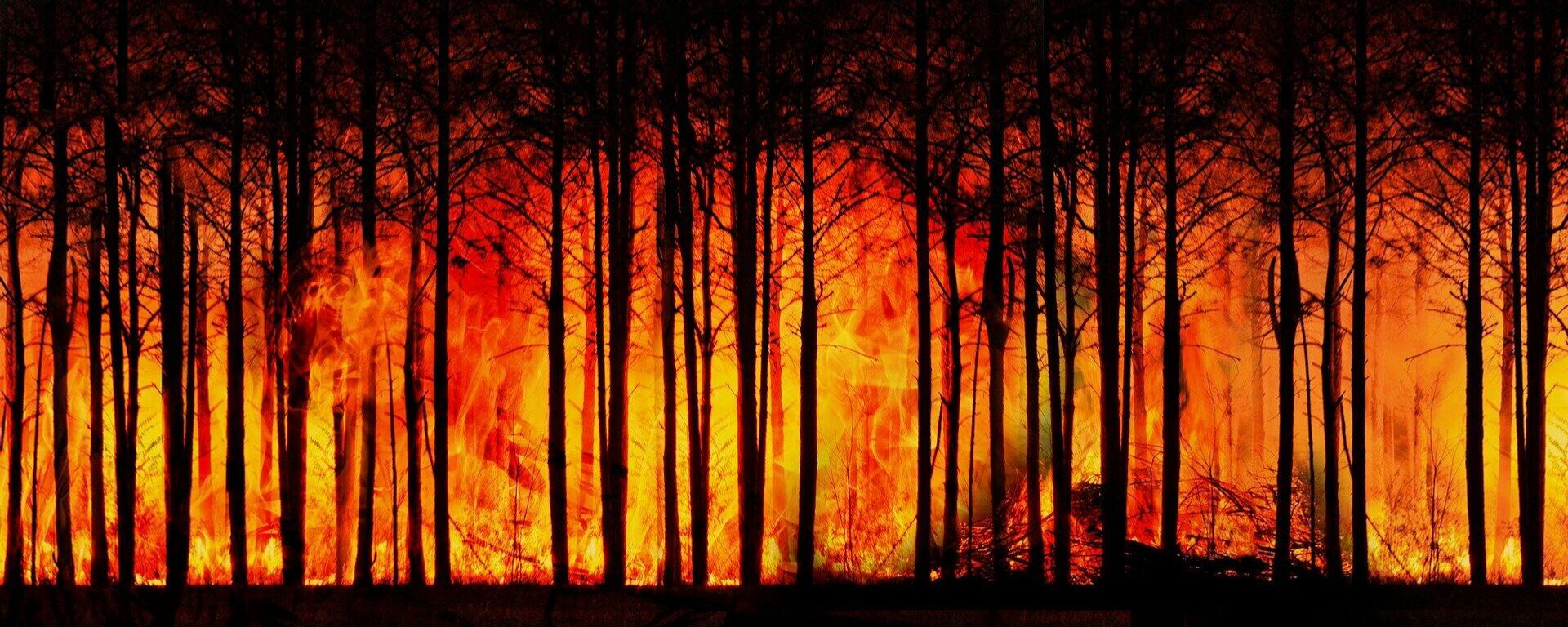 Incendios de 6ª Generación, un nuevo horizonte ecosistémico - Sputnik Mundo, 1920, 17.09.2021