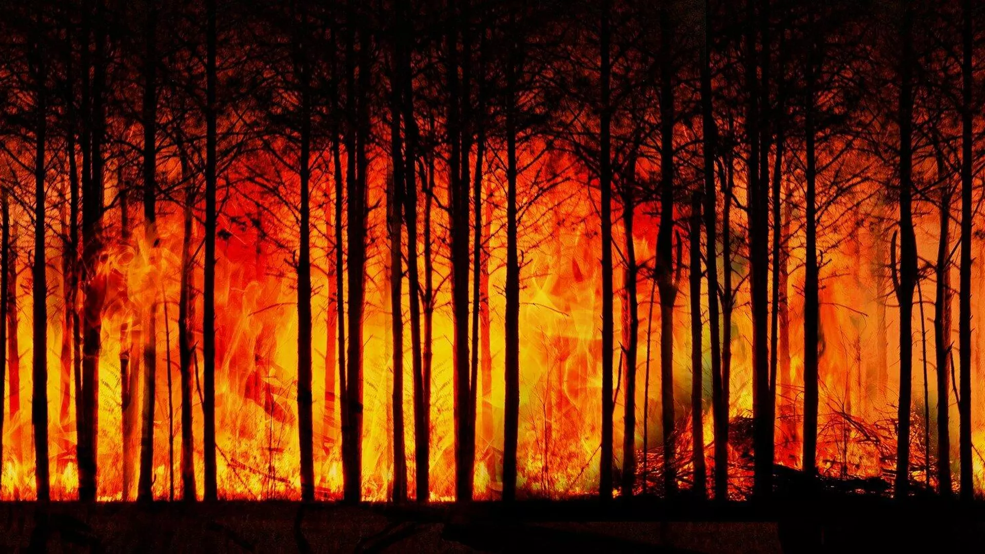 Incendios de 6ª Generación, un nuevo horizonte ecosistémico Incendios de 6ª Generación, un nuevo horizonte ecosistémico - Sputnik Mundo, 1920, 17.09.2021