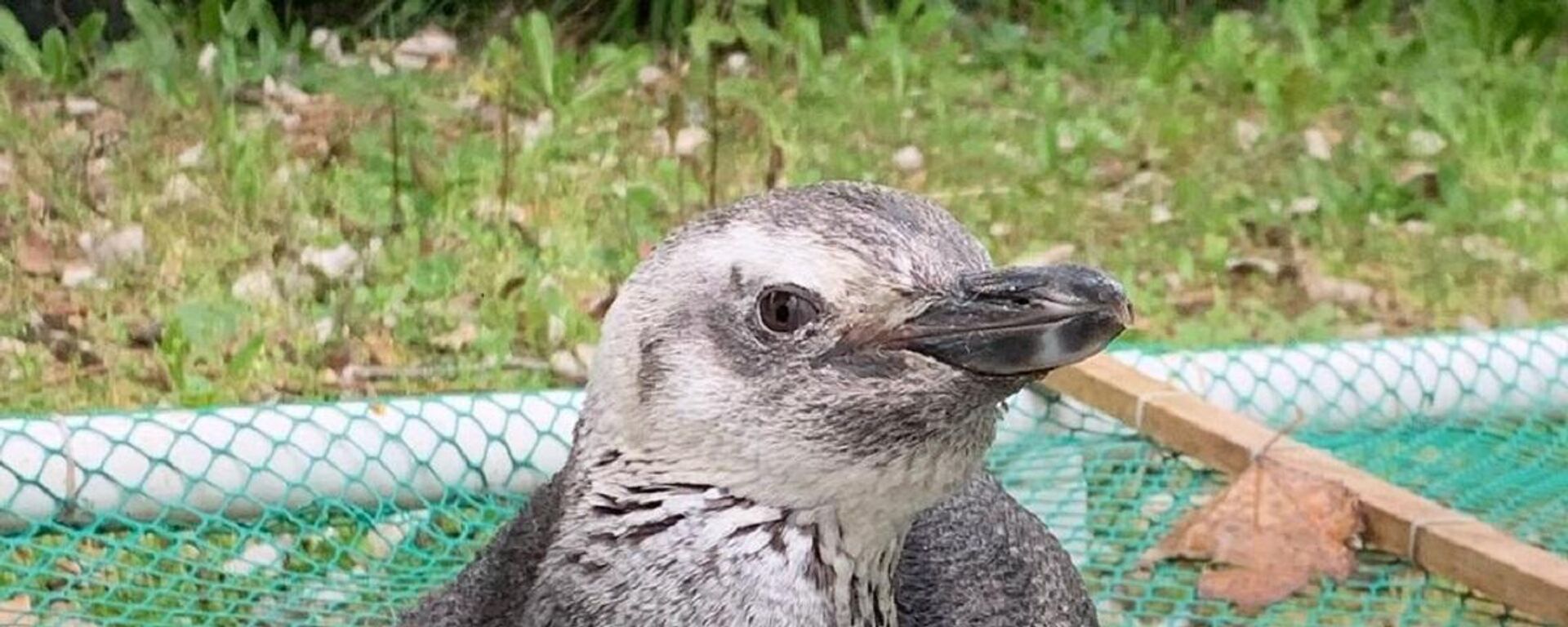 Pingüino - Sputnik Mundo, 1920, 18.09.2021