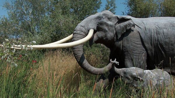 Palaeoloxodon antiquus - Sputnik Mundo