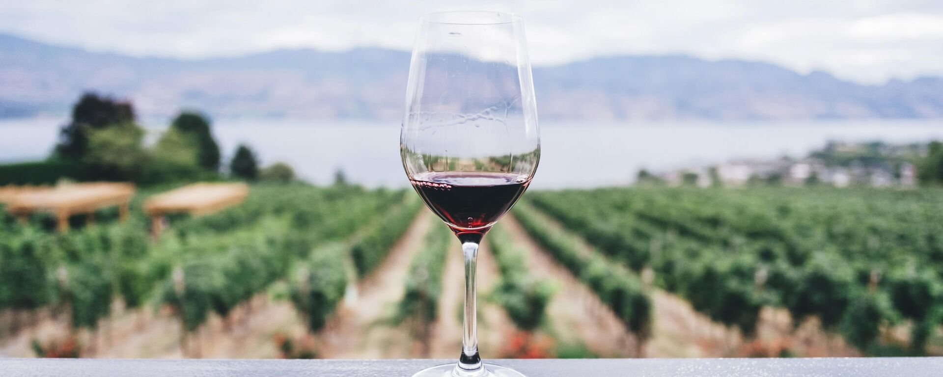 Una copa de vino en un viñedo - Sputnik Mundo, 1920, 20.09.2021