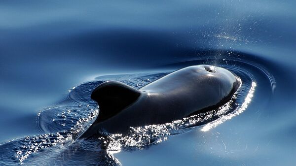 Una ballena piloto - Sputnik Mundo