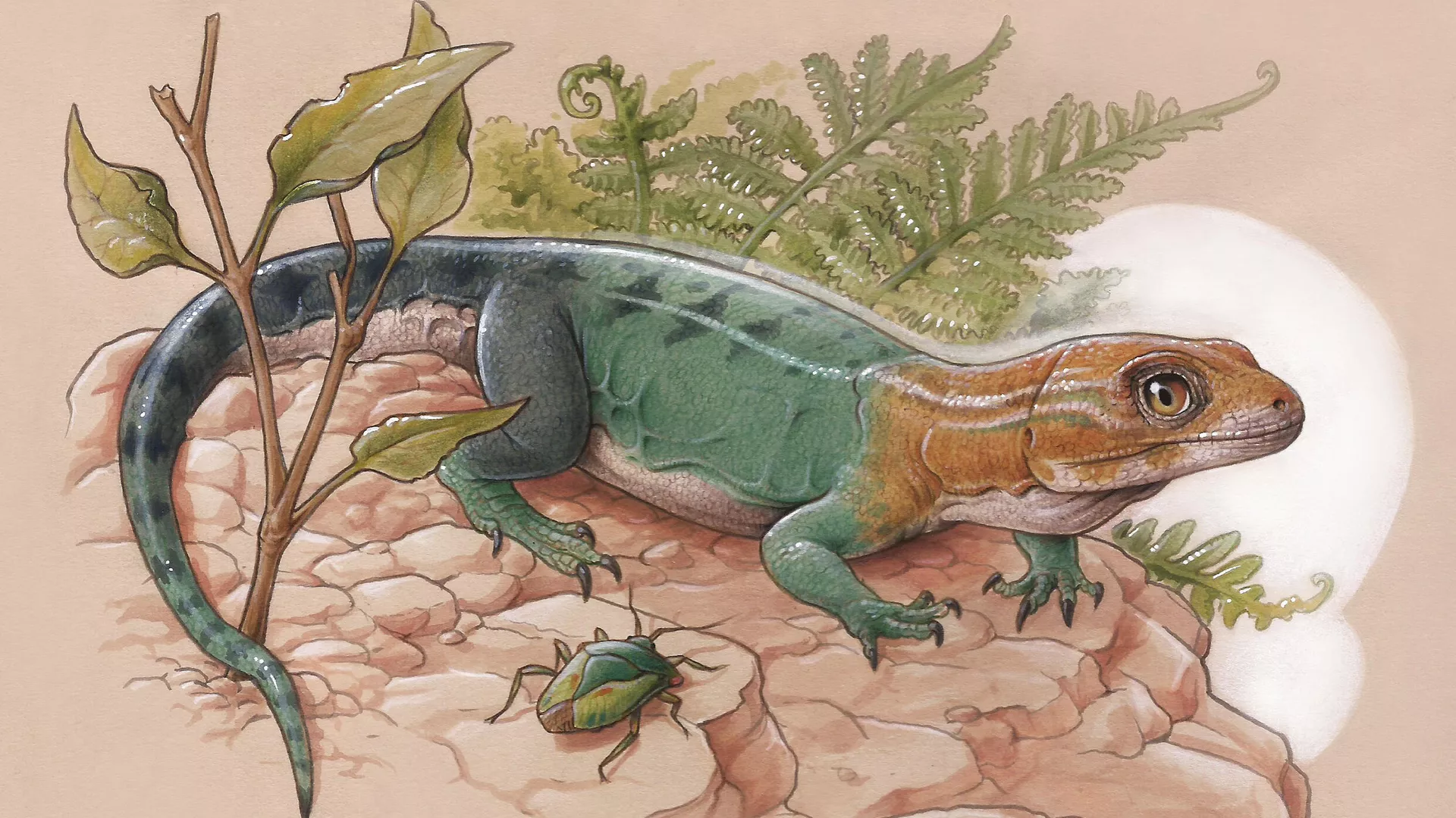 Ilustración de  Paleochelco occultato