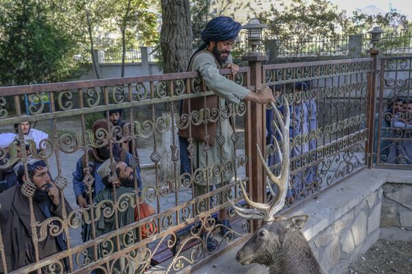 Los talibanes (movimiento proscrito en Rusia como terrorista) visitaron el zoo de la capital afgana. - Sputnik Mundo