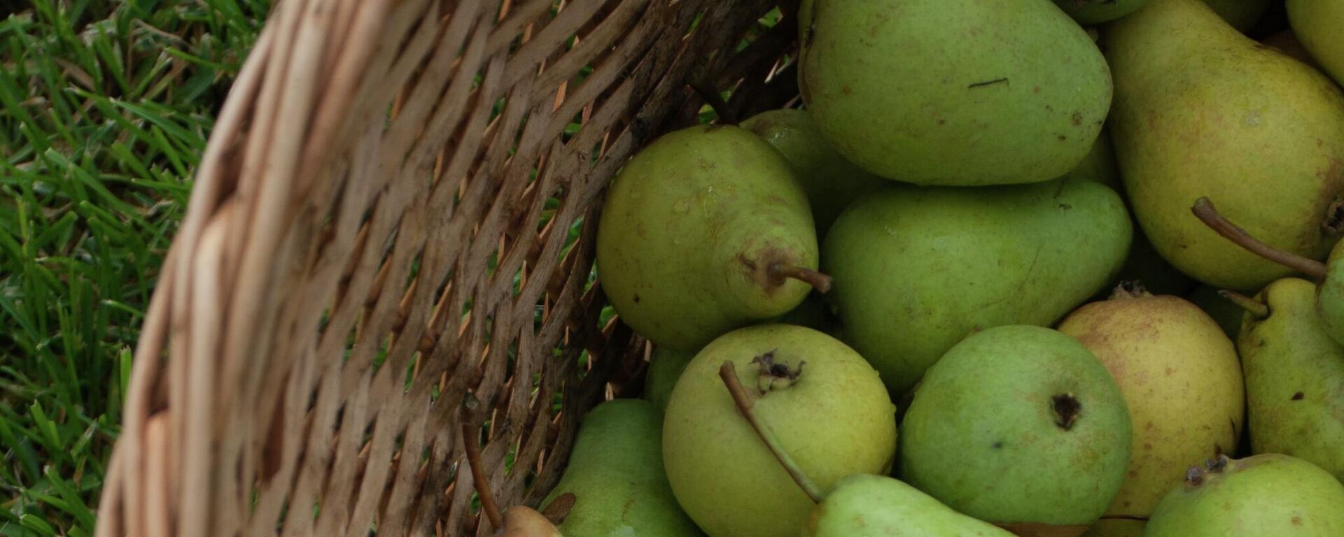 Unas peras - Sputnik Mundo, 1920, 25.09.2021