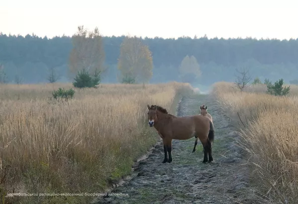 Caballos salvajes en la zona de exclusión de Chernóbil. Caballos salvajes en la zona de exclusión de Chernóbil. - Sputnik Mundo