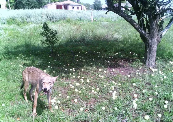 Un lobo en la zona de exclusión de Chernóbil. Un lobo en la zona de exclusión de Chernóbil. - Sputnik Mundo