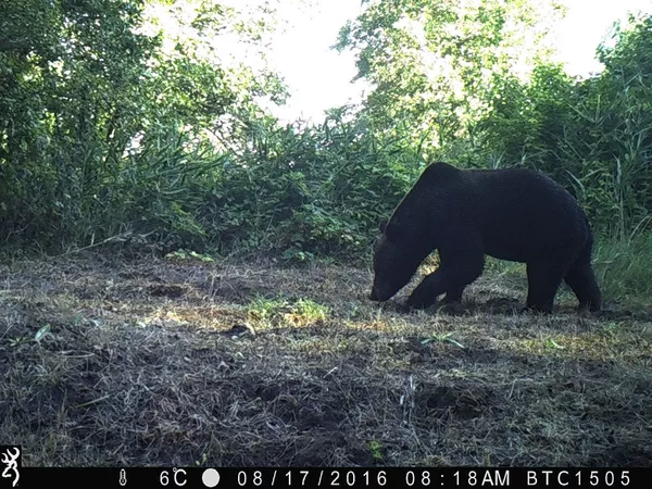 Un oso pardo en la zona de exclusión de Chernóbil. Un oso pardo en la zona de exclusión de Chernóbil. - Sputnik Mundo