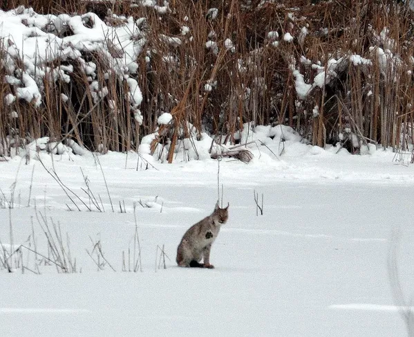 Un lince en la zona de exclusión de Chernóbil. Un lince en la zona de exclusión de Chernóbil. - Sputnik Mundo