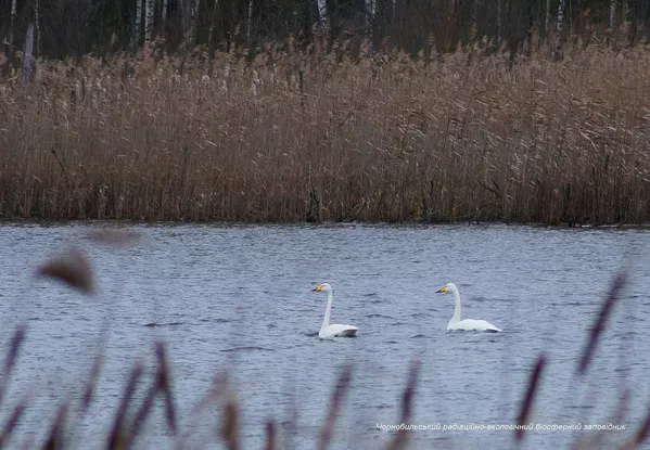Unos cisnes en la zona de exclusión de Chernóbil. Unos cisnes en la zona de exclusión de Chernóbil. - Sputnik Mundo
