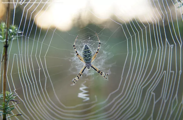 Una araña en la zona de exclusión de Chernóbil. Una araña en la zona de exclusión de Chernóbil. - Sputnik Mundo
