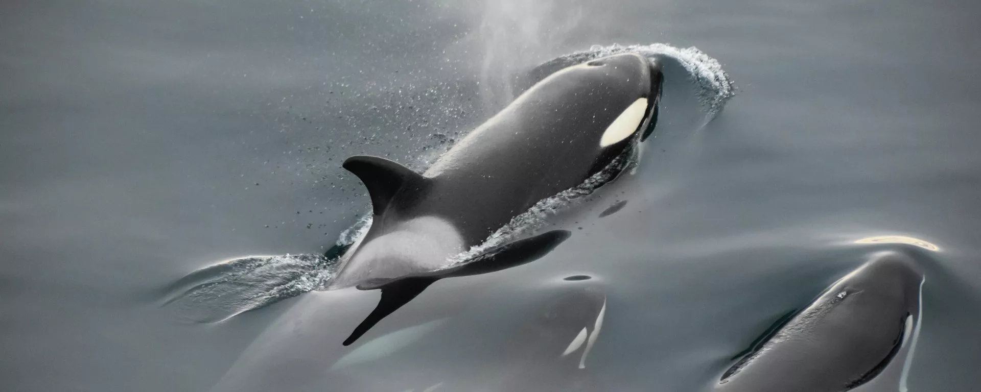 Unas orcas Unas orcas - Sputnik Mundo, 1920, 01.10.2021