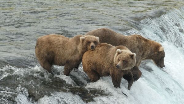 Osos pardos antes de hibernar en el Parque Nacional de Katmai, Alaska, Estados Unidos. - Sputnik Mundo