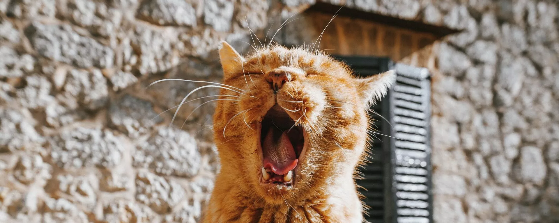 Un gato bosteza Un gato bosteza - Sputnik Mundo, 1920, 02.10.2021
