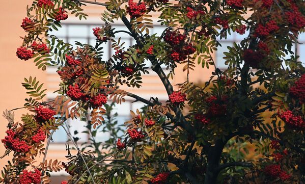 Un serbal en una plaza en la avenida Lenin en Moscú. Los frutos de este árbol a menudo se utilizan en la fabricación del vodka ruso. - Sputnik Mundo