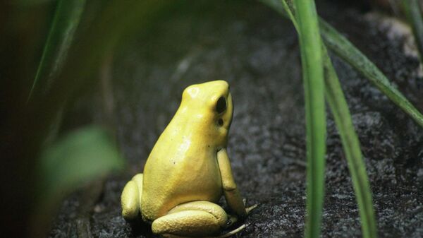 Una rana dorada venenosa - Sputnik Mundo