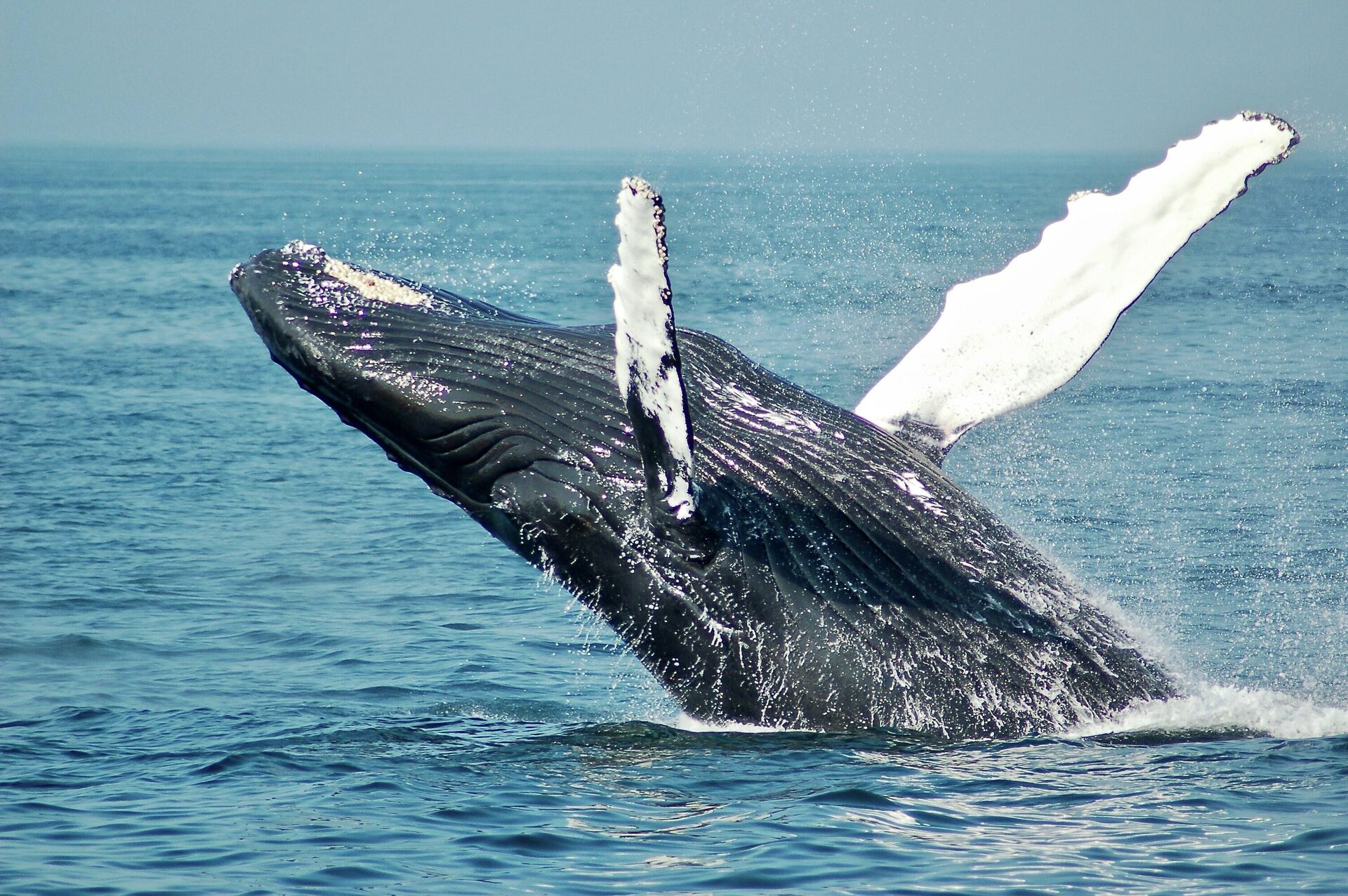 Una ballena jorobada - Sputnik Mundo, 1920, 11.10.2021