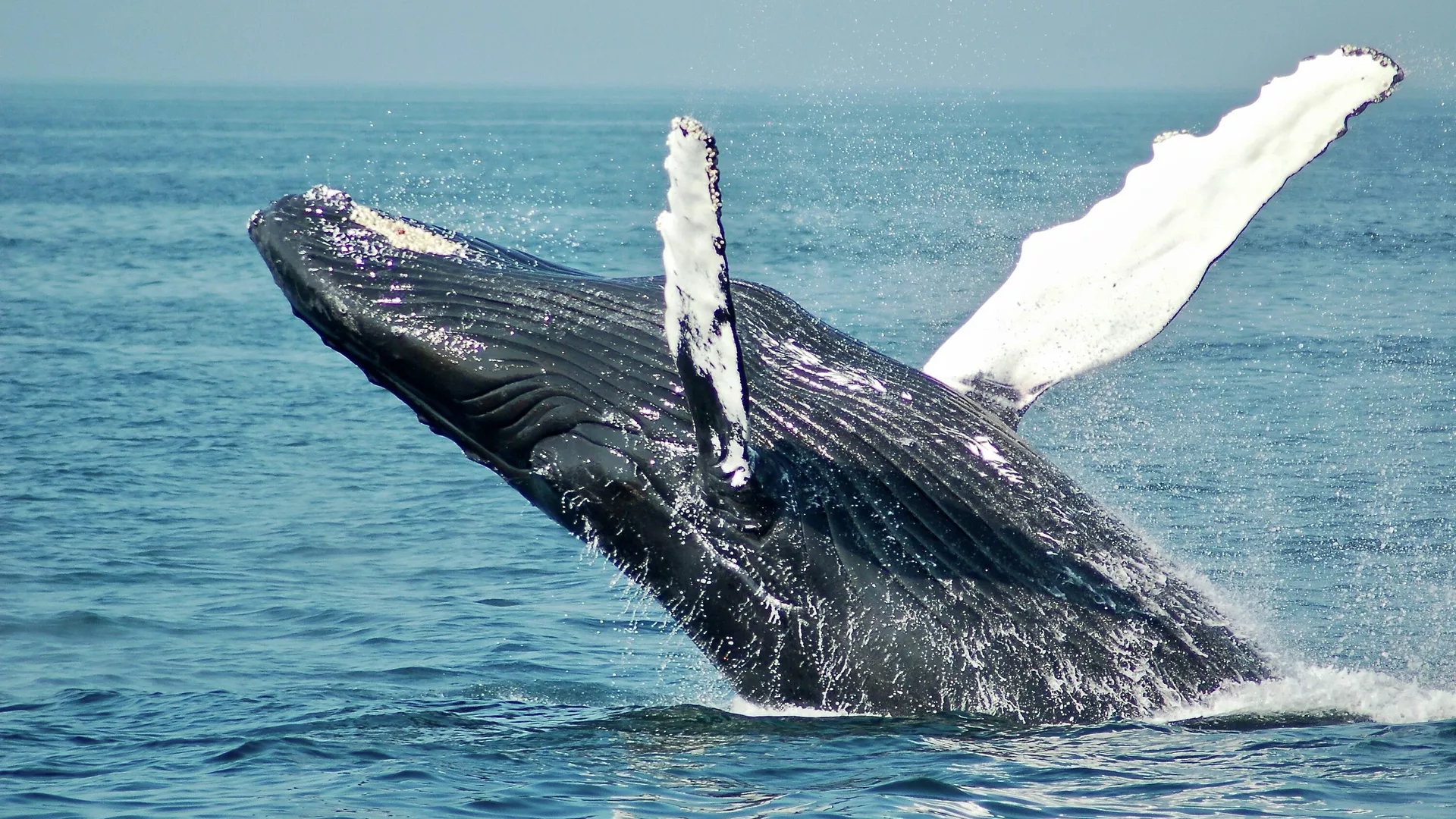 Una ballena jorobada