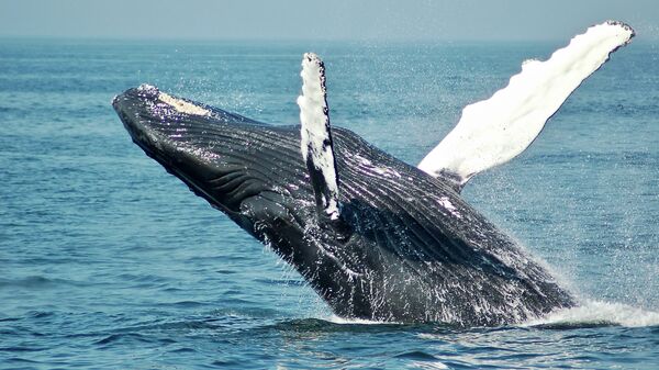 Una ballena jorobada - Sputnik Mundo