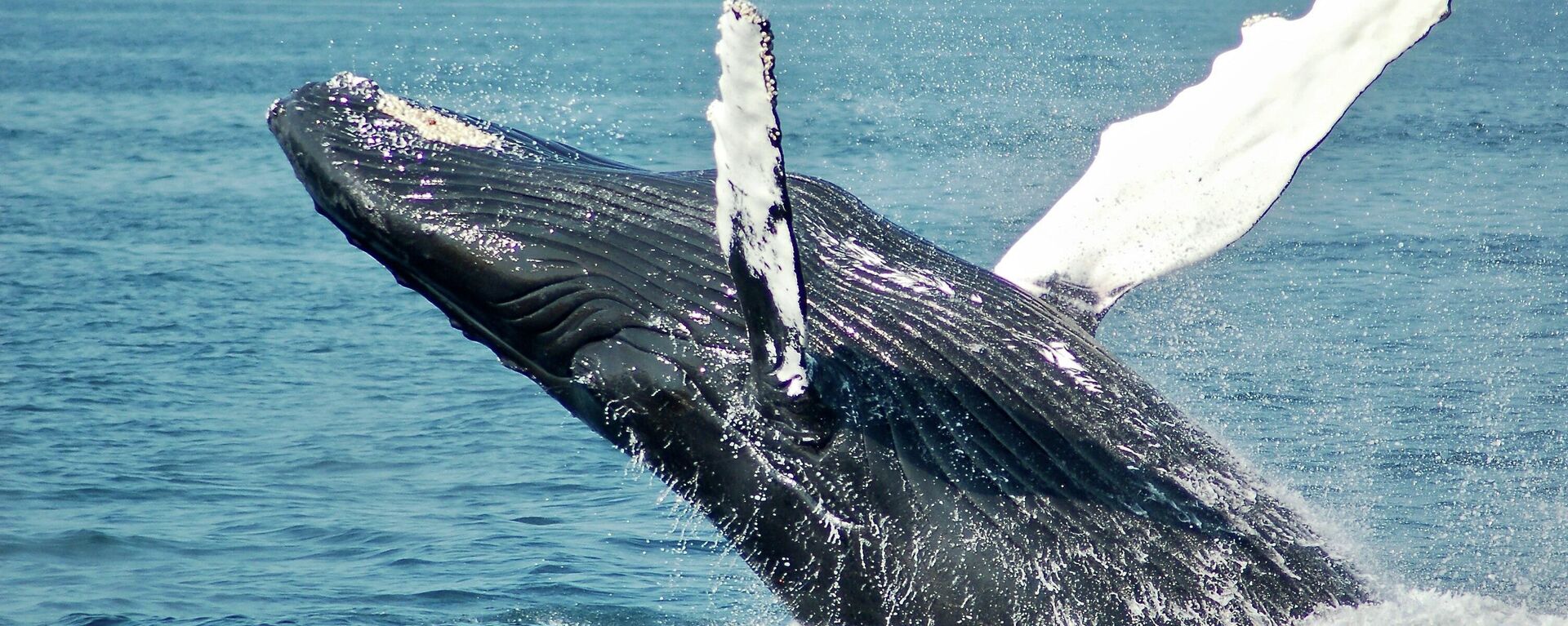 Una ballena jorobada - Sputnik Mundo, 1920, 25.07.2022