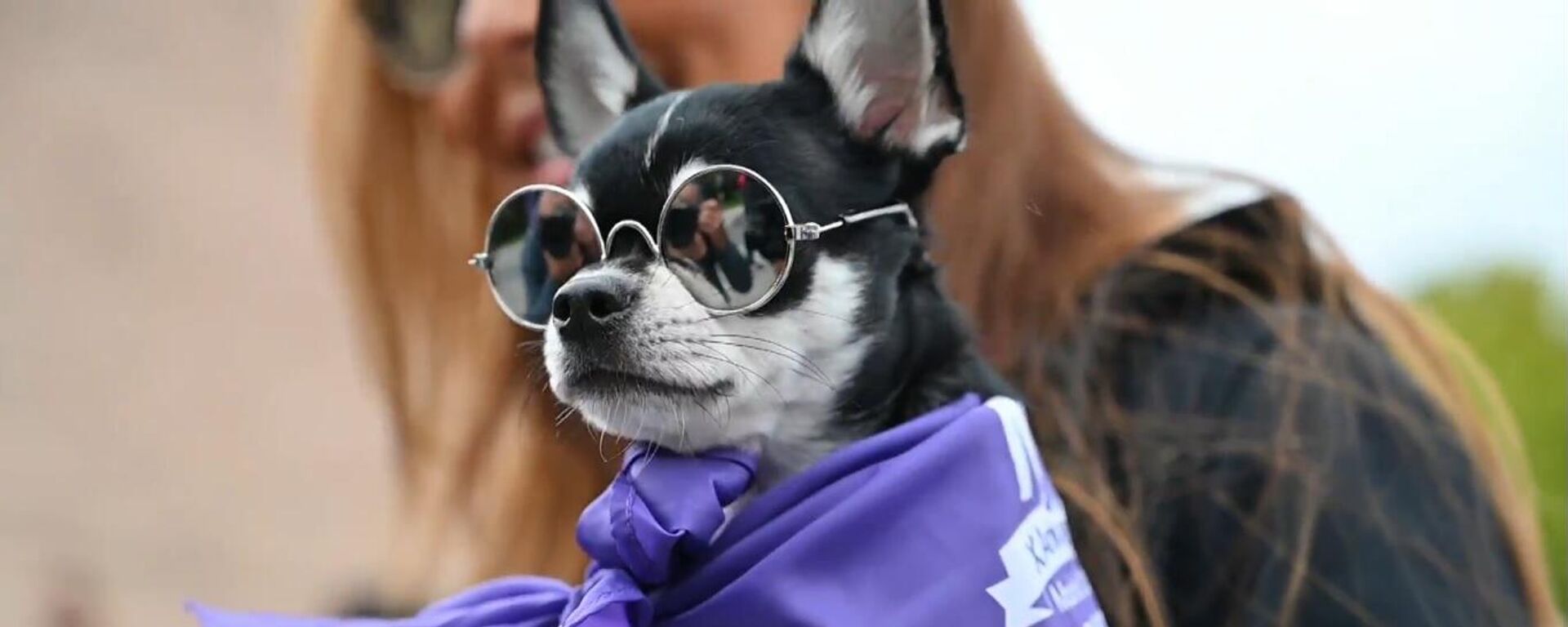 Un perrito en el Perrotón de Madrid Un perrito en el Perrotón de Madrid - Sputnik Mundo, 1920, 11.10.2021