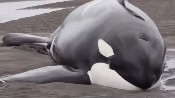 Ballenas asesinas quedan varadas en la costa - Sputnik Mundo