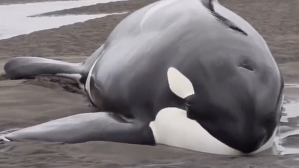 Ballenas asesinas quedan varadas en la costa - Sputnik Mundo