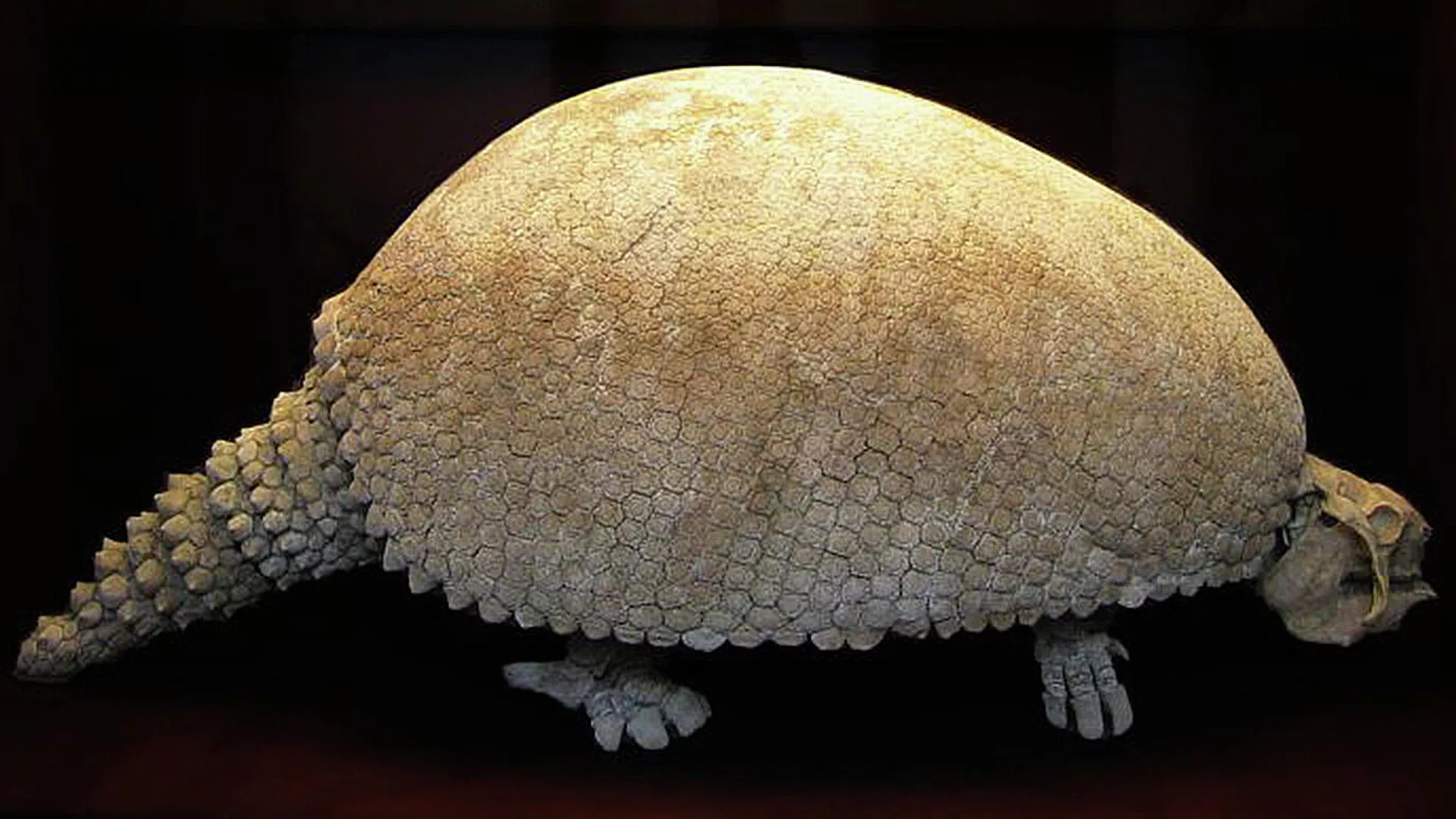 Un gliptodonte (imagen referencial) Un gliptodonte (imagen referencial) - Sputnik Mundo, 1920, 18.07.2024