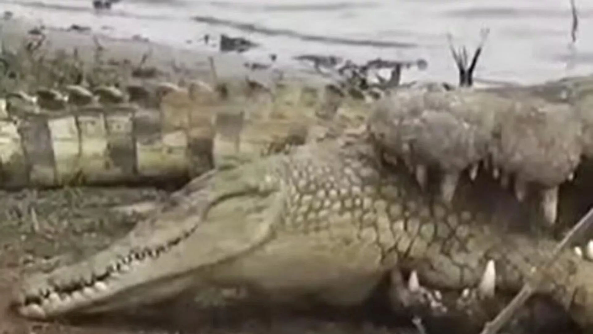 Esta escena de canibalismo entre cocodrilos te pondrá los pelos de punta