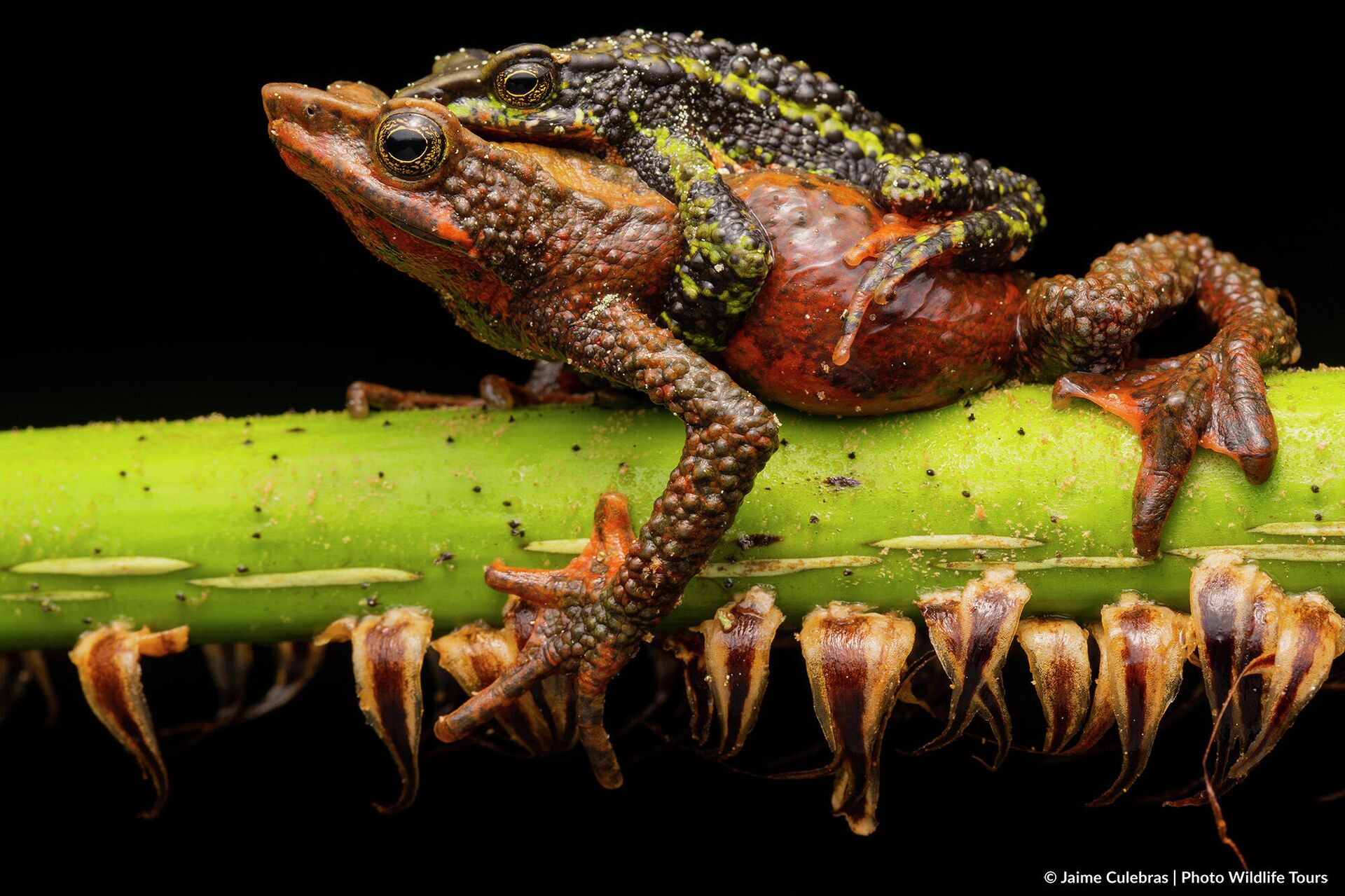 Imagen de anfibios de Jaime Culebras - Sputnik Mundo, 1920, 15.10.2021