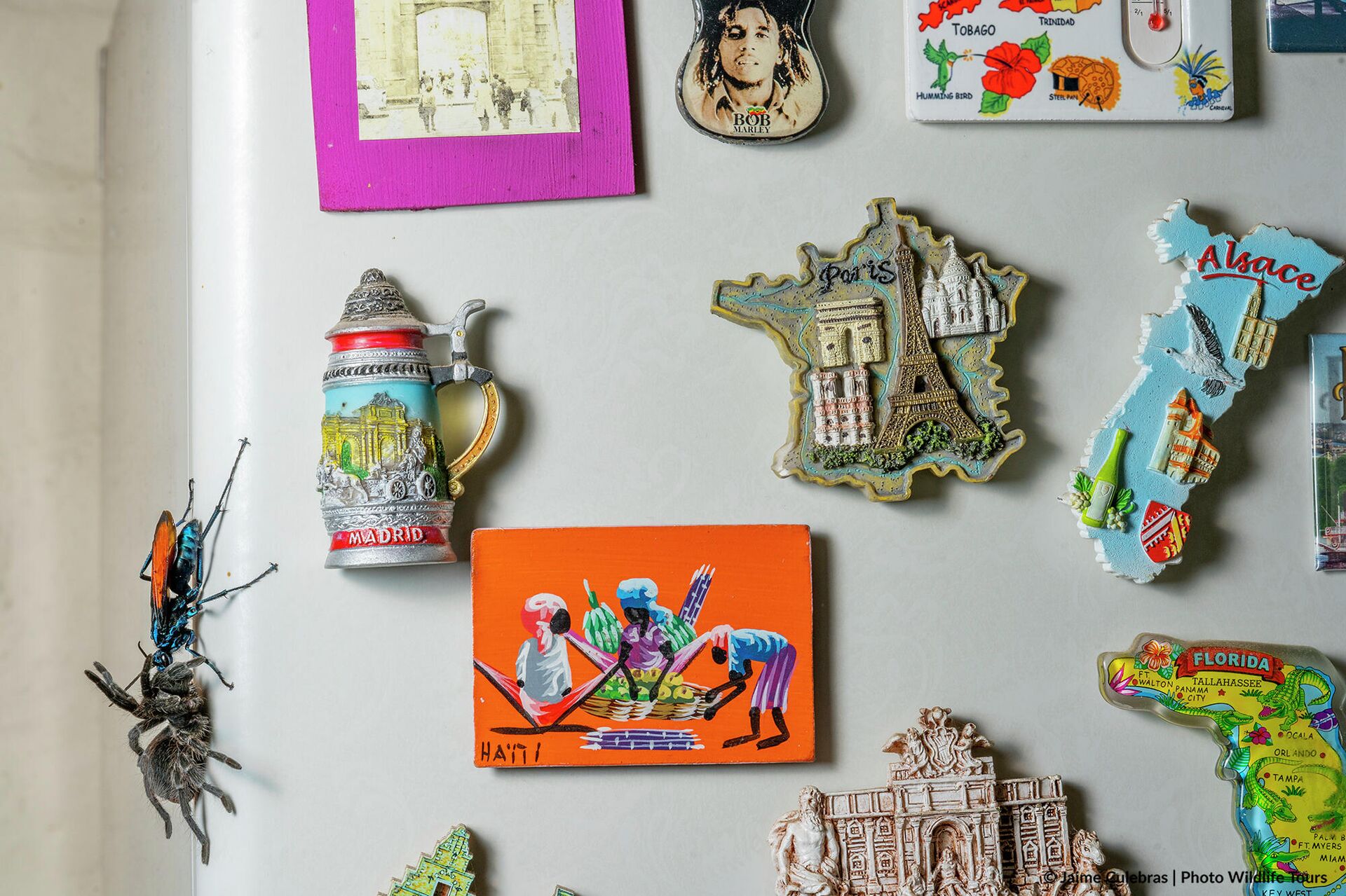 Avispa y tarántula en una nevera (Quito, Ecuador) - Sputnik Mundo, 1920, 15.10.2021