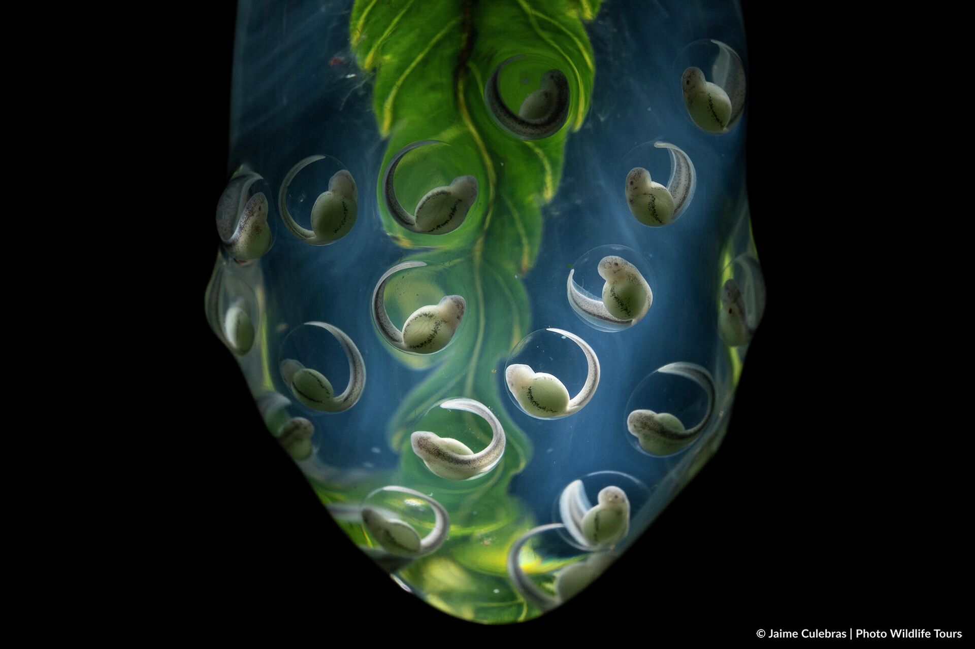 Huevos de rana cristal fotografiados por Jaime Culebras - Sputnik Mundo, 1920, 15.10.2021