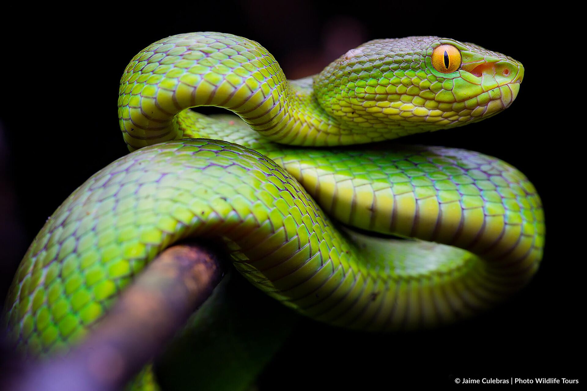 'Trimeresurus albolabris' fotografiada en Java (Indonesia) - Sputnik Mundo, 1920, 15.10.2021