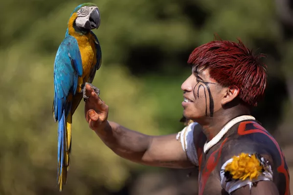 Estuvo dedicado al jefe yawalapiti, el cacique Aritana, uno de los líderes indígenas más respetados de Brasil. Murió en julio por complicaciones a raíz del COVID-19.En la foto: un hombre con guacamayo ara en el ritual kuarup del Parque Nacional Indígena de Xingu, en Brasil. Estuvo dedicado al jefe yawalapiti, el cacique Aritana, uno de los líderes indígenas más respetados de Brasil. Murió en julio por complicaciones a raíz del COVID-19.En la foto: un hombre con guacamayo ara en el ritual kuarup del Parque Nacional Indígena de Xingu, en Brasil. - Sputnik Mundo