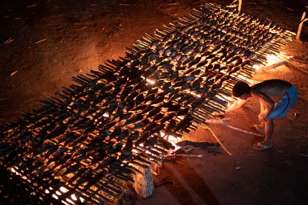 La tribu cocina pescado durante el kuarup en el Parque Nacional Indígena de Xingu, en Brasil. La tribu cocina pescado durante el kuarup en el Parque Nacional Indígena de Xingu, en Brasil. - Sputnik Mundo