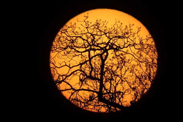 Amanecer en el Parque Nacional Indígena de Xingu en Brasil. Amanecer en el Parque Nacional Indígena de Xingu en Brasil. - Sputnik Mundo