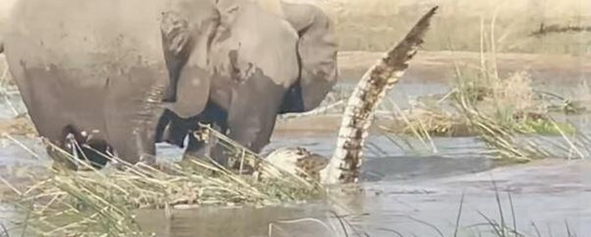Una elefante mata a un cocodrilo Una elefante mata a un cocodrilo - Sputnik Mundo, 1920, 21.10.2021