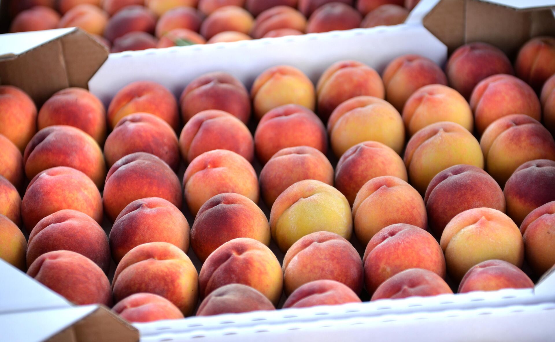 Melocotones - Sputnik Mundo, 1920, 24.10.2021