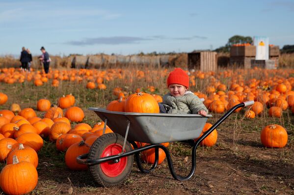 Casi todas las granjas británicas tienen campos especiales para las calabazas en su temporada. - Sputnik Mundo