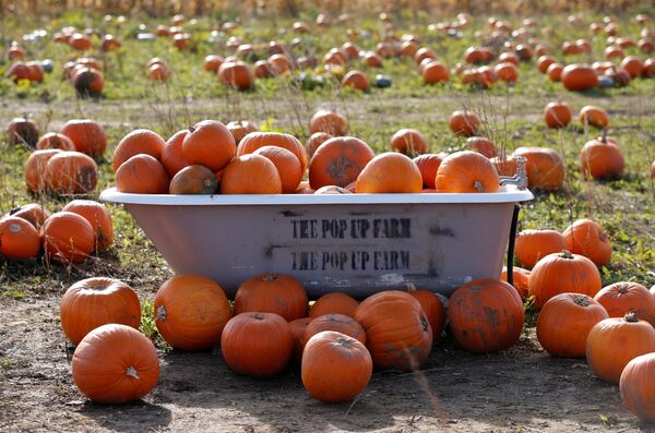 Docenas de calabazas reposan en los huertos de las granjas británicas durante esta temporada del año. - Sputnik Mundo