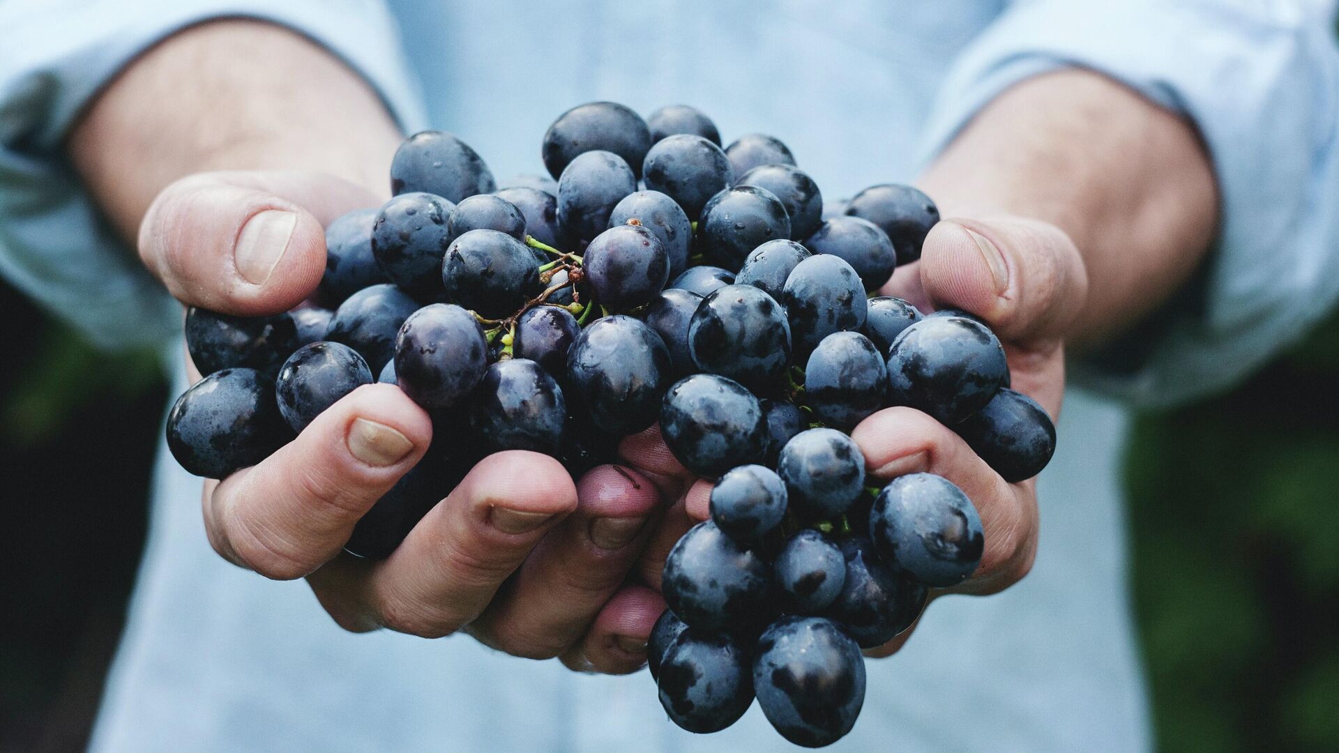 Algunas uvas en las manos de una persona. Algunas uvas en las manos de una persona. - Sputnik Mundo, 1920, 25.10.2021