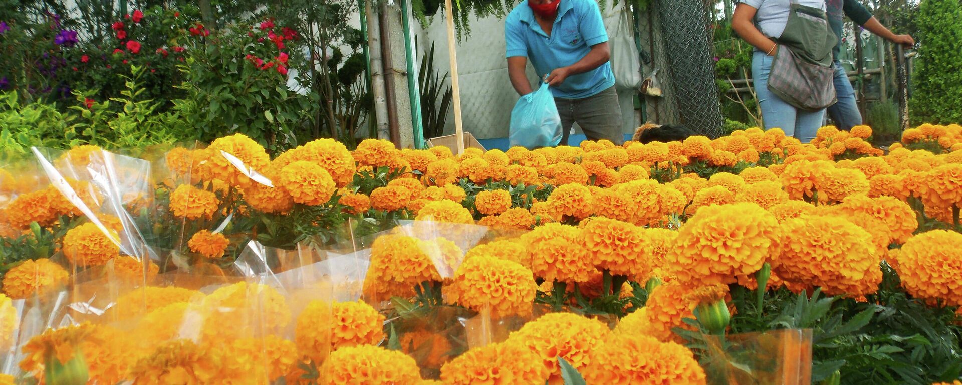 Flores, principal producto ecuatoriano para el mercado ruso - Sputnik Mundo, 1920, 09.03.2022