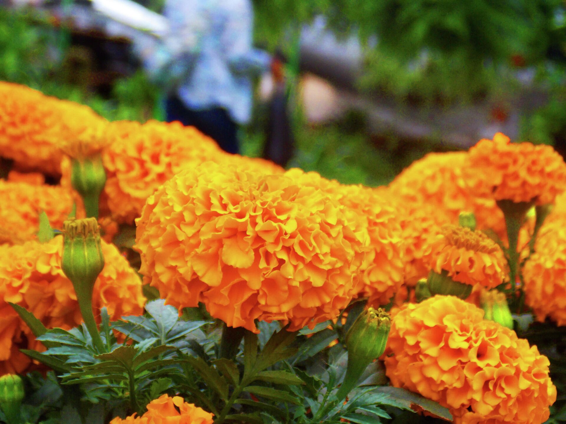 Flores de cempasúchil en venta en el mercado de Madreselva en Xochimilco, en la Ciudad de México Flores de cempasúchil en venta en el mercado de Madreselva en Xochimilco, en la Ciudad de México - Sputnik Mundo, 1920, 26.10.2021