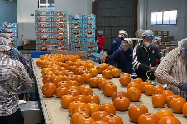 Instalaciones de Florfruits en Alcàsser (Valencia) - Sputnik Mundo