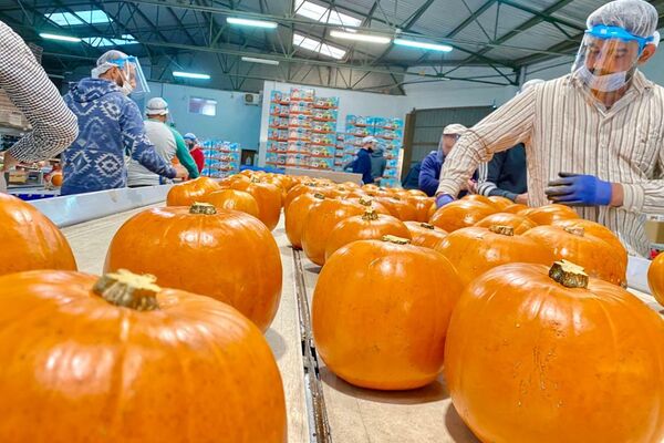 Instalaciones de Florfruits en Alcàsser (Valencia) - Sputnik Mundo